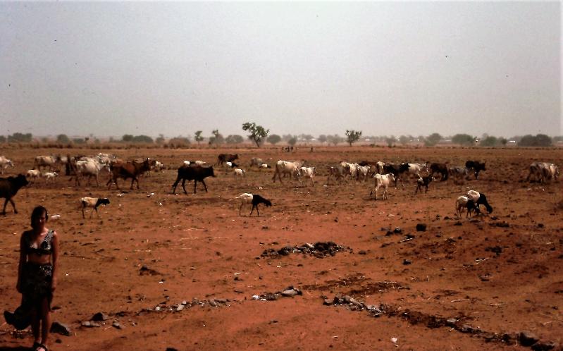 Dee Murray and Fulani goats and zebu cattle behind the bungalow, Sokoto, seeking grazing