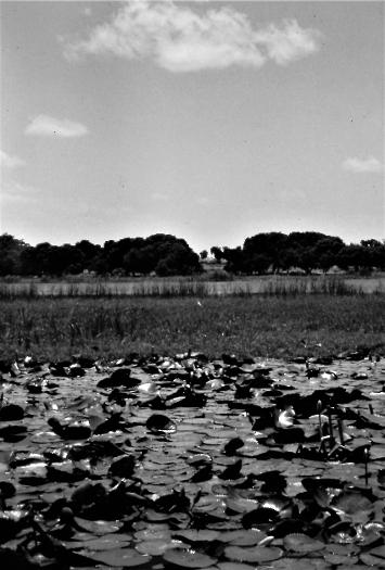 Kware Lake near Sokoto June 1978