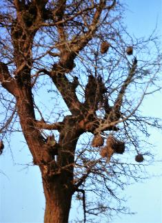 weaver bird nests, Sokoto