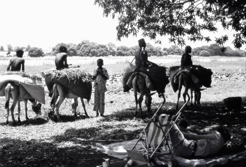 Kware Lake, Sokoto, donkeys