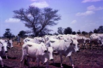 Fulani cattle herd, Sokoto State, 1978