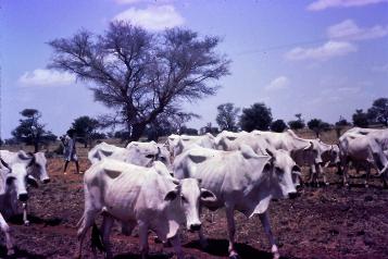 White Fulani cattle 1979