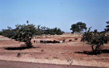 Sokoto, cattle, goats and Fulani herdsmen