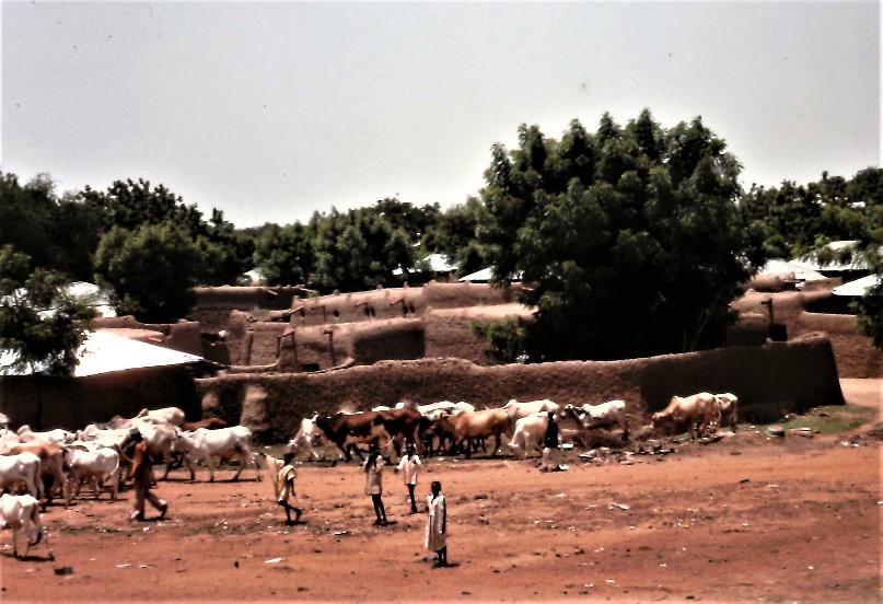Herding cattle, village near Sokoto, 1979